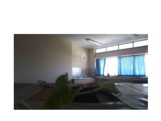 Φωτοτροπισμός   σκοτεινός λαβύρινθος