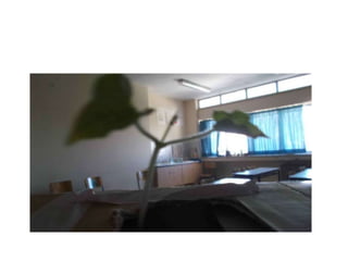 Φωτοτροπισμός   σκοτεινός λαβύρινθος