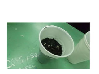 Φωτοτροπισμός   σκοτεινός λαβύρινθος