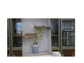 Φωτοτροπισμός   σκοτεινός λαβύρινθος