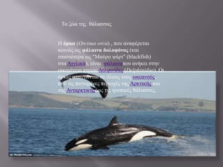 Τα δώα ηεο ζάιαζζαο
Η όρκα (Orcinus orca) , πνπ αλαθέξεηαη
θνηλώο σο θάλαινα δολοθόνος (θαη
ζπαληόηεξα σο "Μαύξν ςάξη" (blackfish)
ζηα Αγγιηθά), είλαη θάιαηλαπνπ αλήθεη ζηελ
νηθνγέλεηα θεηώλ Δειθηλίδεο (Delphinidae). Οη
όξθεο απαληώληαη ζε όινπο ηνπο σθεαλνύο,
από ηηο παγσκέλεο πεξηνρέο ηεο Αξθηηθήο θαη
ηεο Αληαξθηηθήοέσο ηηο ηξνπηθέο ζάιαζζεο.
 
