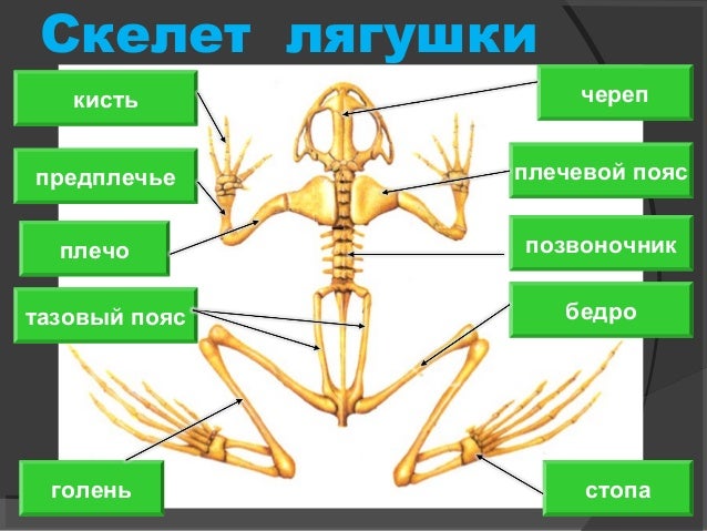 Таблица особенности строения и значения скелета лягушки. Скелет лягушки. скелет лягушки таблица. внешнее строение и скелет лягушки. особенности строения скелета лягушки.