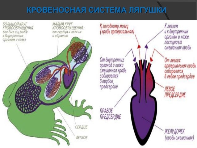 Мозг амфибий и рептилий. Мозг земноводных. Мозг амфибий ЕГЭ. Расположение центров в отделах мозга у земноводных. Мозг земноводные 3д.