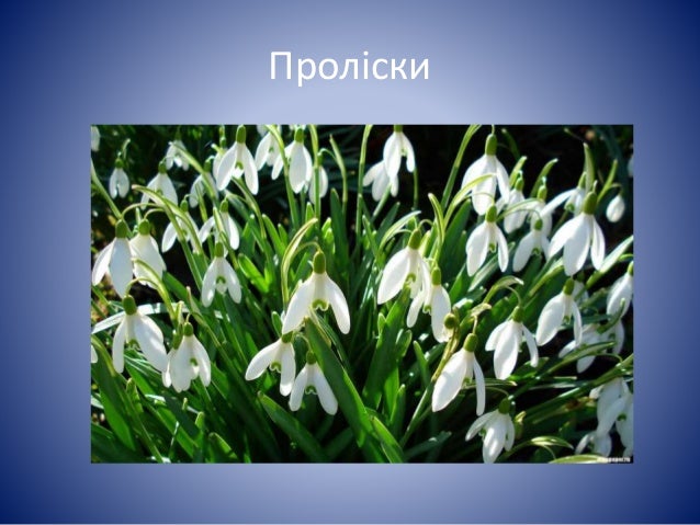 Копитняк