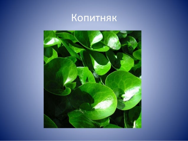 Барвінок