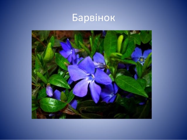 Береза