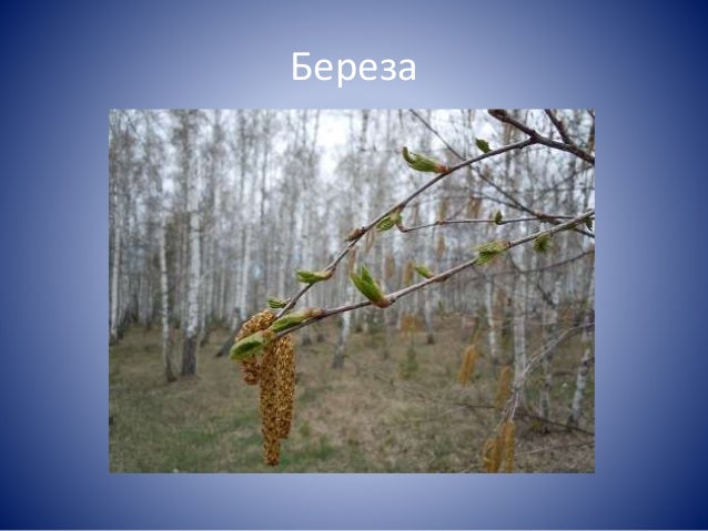 Ремез