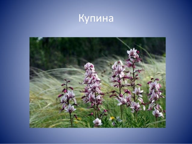 Осока