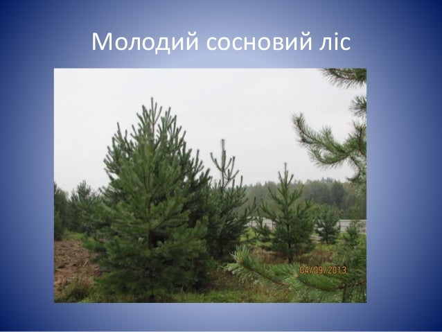 Верба