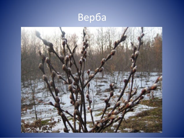 Листок явора