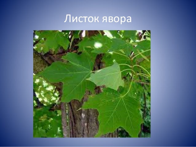 Блакитна весна