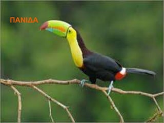 ΠΑΝΙΔΑ
 