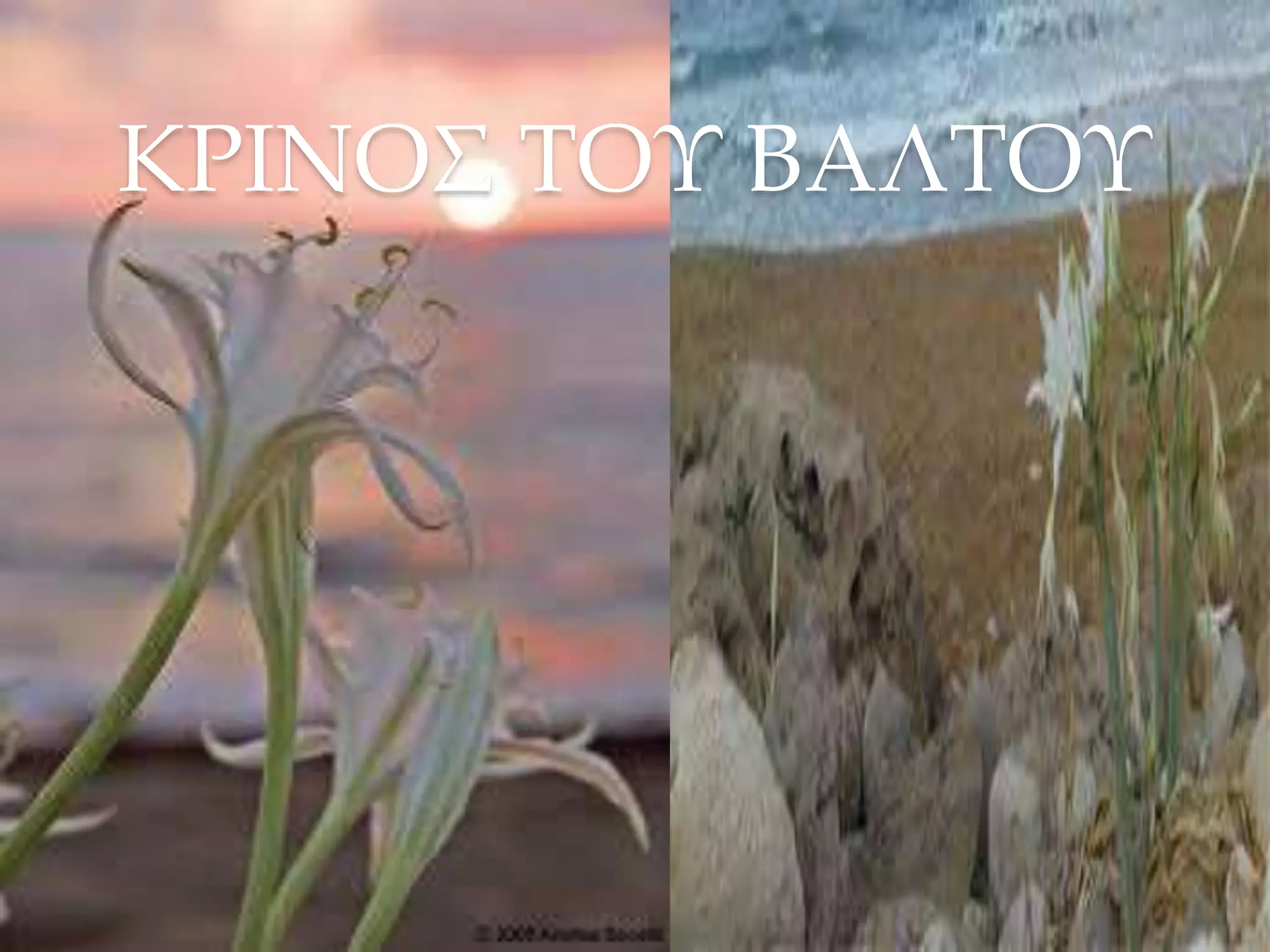 ΚΡΙΝΟΣ ΤΟΥ ΒΑΛΤΟΥ
 