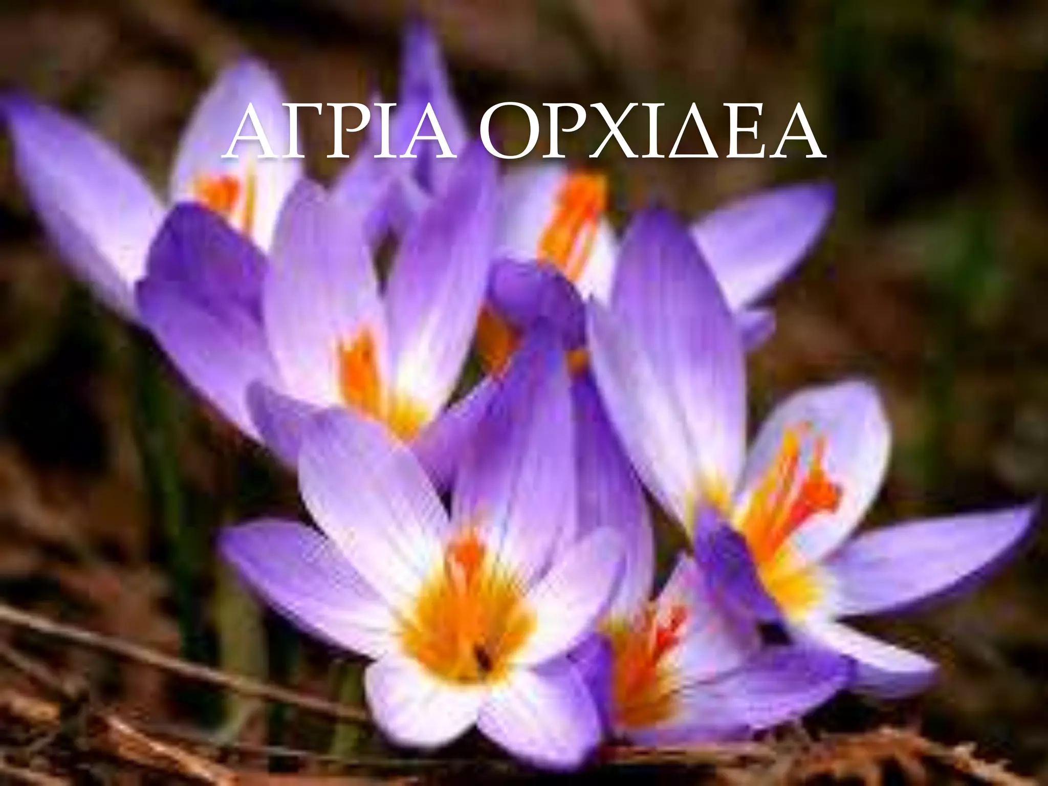 ΑΓΡΙΑ ΟΡΧΙΔΕΑ
 