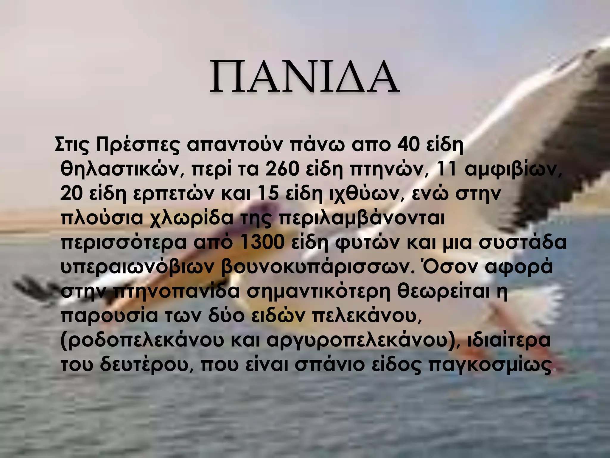 ΠΑΝΙΔΑ
Στις Πρέσπες απαντούν πάνω απο 40 είδη
θηλαστικών, περί τα 260 είδη πτηνών, 11 αμφιβίων,
20 είδη ερπετών και 15 είδη ιχθύων, ενώ στην
πλούσια χλωρίδα της περιλαμβάνονται
περισσότερα από 1300 είδη φυτών και μια συστάδα
υπεραιωνόβιων βουνοκυπάρισσων. Όσον αφορά
στην πτηνοπανίδα σημαντικότερη θεωρείται η
παρουσία των δύο ειδών πελεκάνου,
(ροδοπελεκάνου και αργυροπελεκάνου), ιδιαίτερα
του δευτέρου, που είναι σπάνιο είδος παγκοσμίως.
 