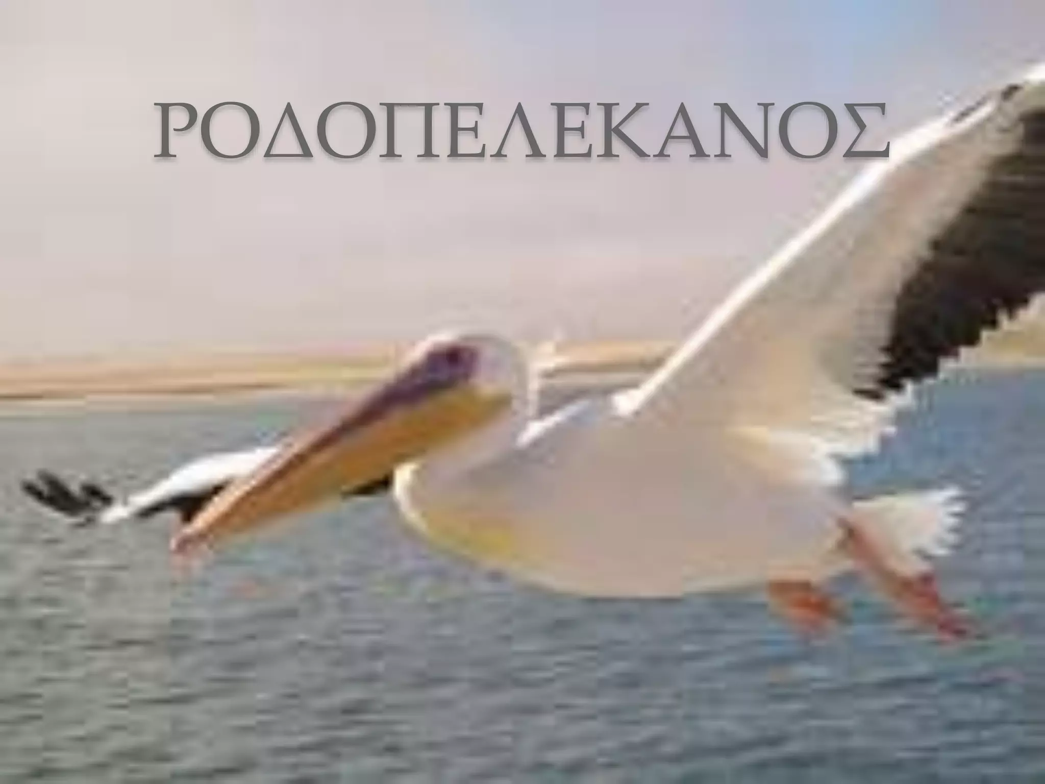 ΡΟΔΟΠΕΛΕΚΑΝΟΣ
 