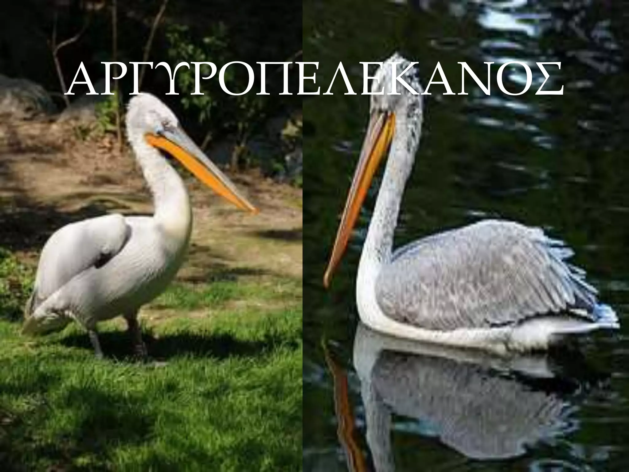 ΑΡΓΥΡΟΠΕΛΕΚΑΝΟΣ
 
