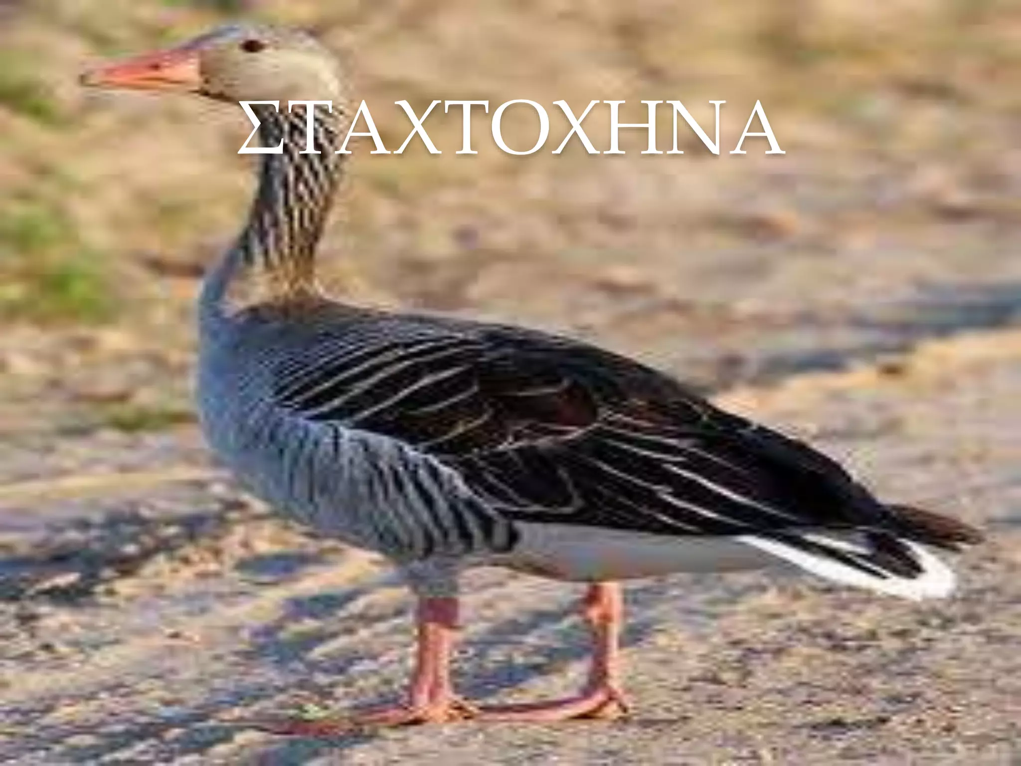 ΣΤΑΧΤΟΧΗΝΑ
 