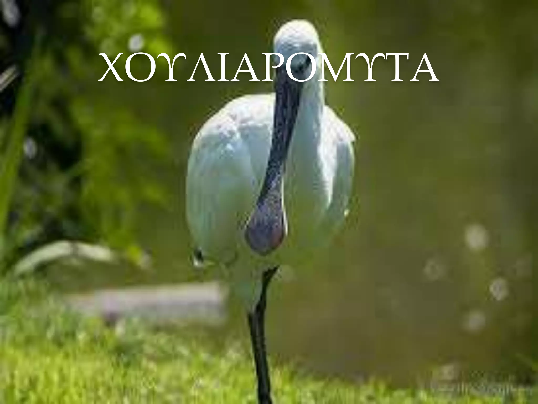 ΧΟΥΛΙΑΡΟΜΥΤΑ
 