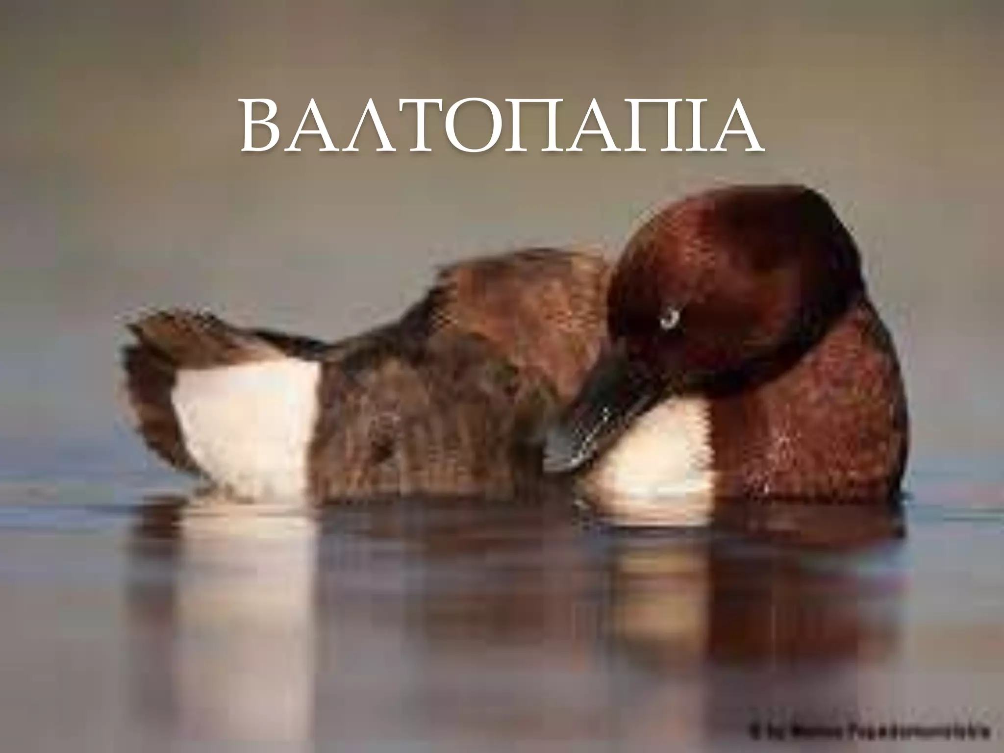 ΒΑΛΤΟΠΑΠΙΑ
 