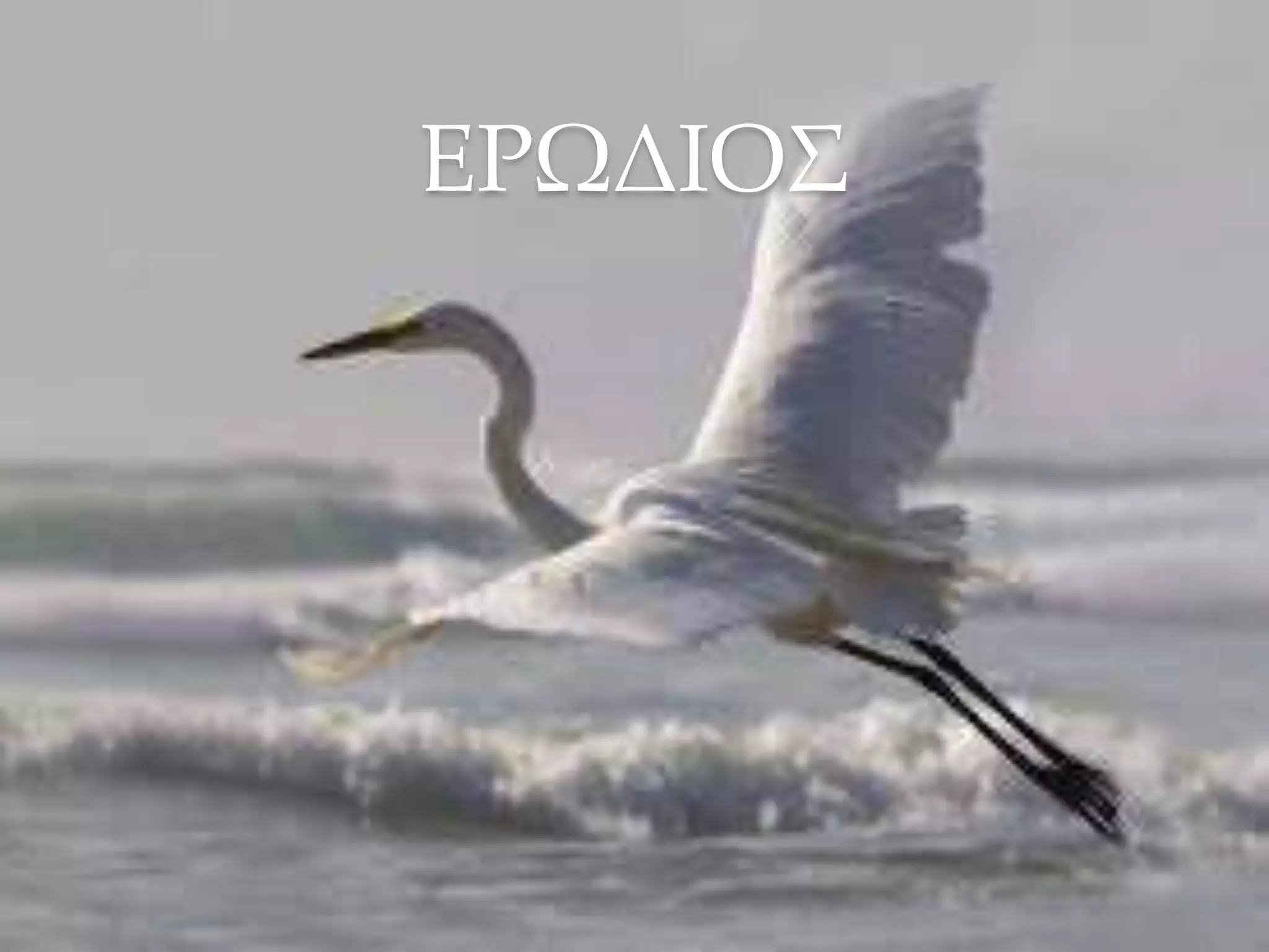 ΕΡΩΔΙΟΣ
 