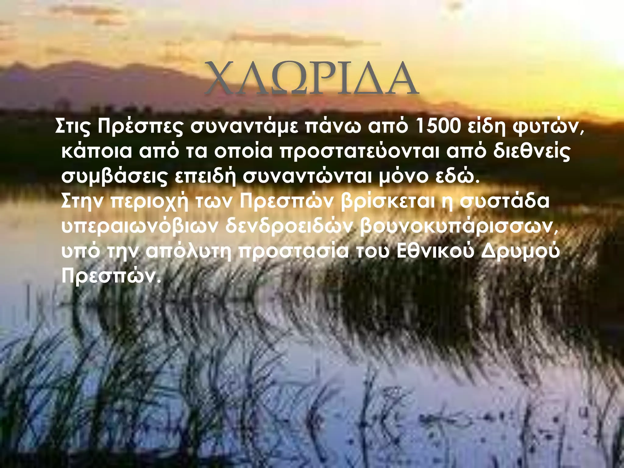 ΧΛΩΡΙΔΑ
Στις Πρέσπες συναντάμε πάνω από 1500 είδη φυτών,
κάποια από τα οποία προστατεύονται από διεθνείς
συμβάσεις επειδή συναντώνται μόνο εδώ.
Στην περιοχή των Πρεσπών βρίσκεται η συστάδα
υπεραιωνόβιων δενδροειδών βουνοκυπάρισσων,
υπό την απόλυτη προστασία του Εθνικού Δρυμού
Πρεσπών.
 