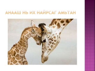зургийн цомог | PPT
