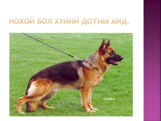 зургийн цомог | PPT