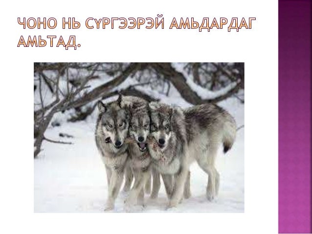 зургийн цомог