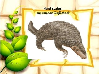 Hard scales
கடினமான செதில்கள்
 