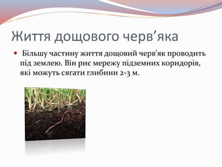 професія дощового черв'яка | PPT