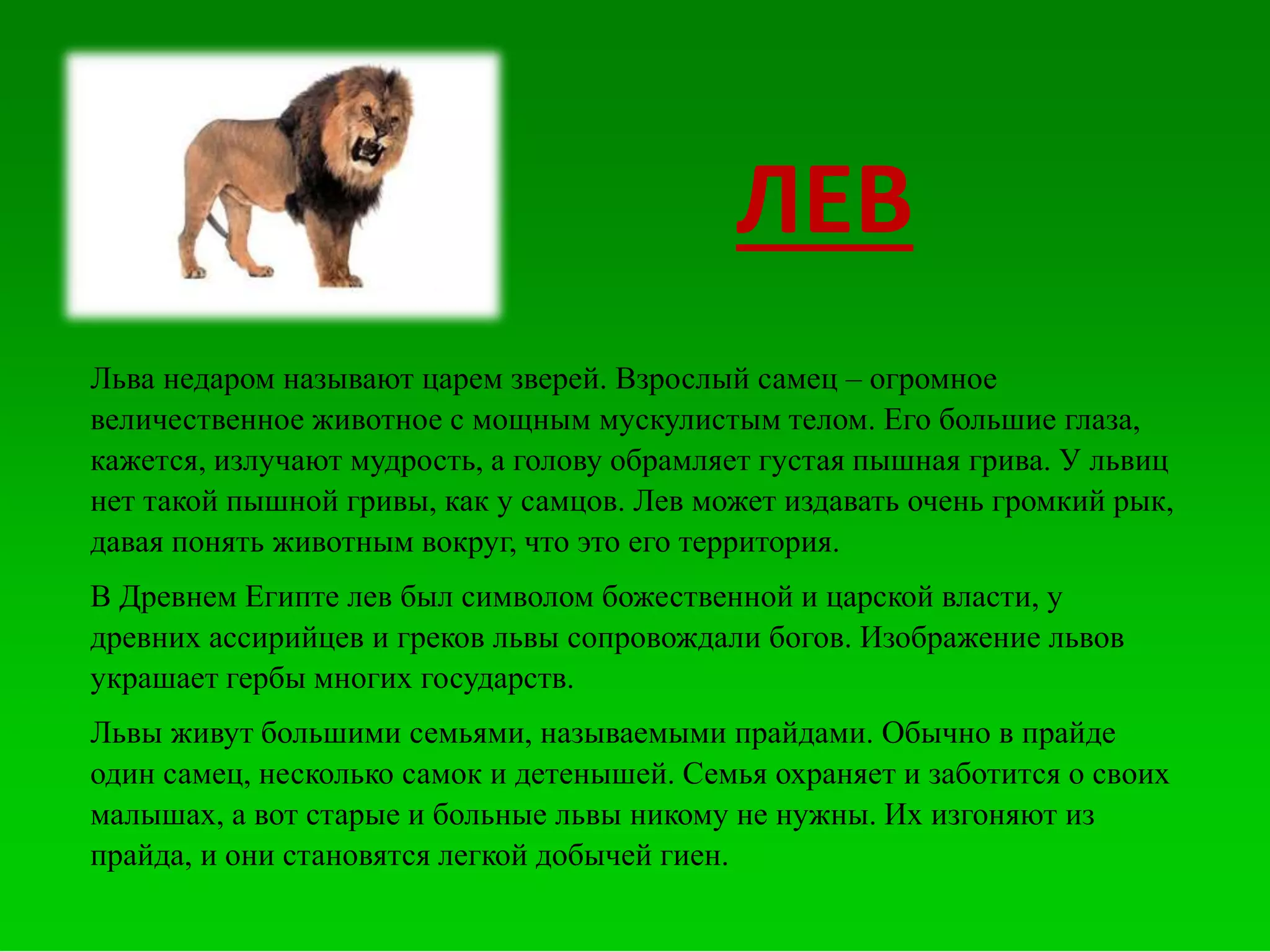 Льва недаром называют царем зверей. Взрослый самец – огромное
величественное животное с мощным мускулистым телом. Его большие глаза,
кажется, излучают мудрость, а голову обрамляет густая пышная грива. У львиц
нет такой пышной гривы, как у самцов. Лев может издавать очень громкий рык,
давая понять животным вокруг, что это его территория.
В Древнем Египте лев был символом божественной и царской власти, у
древних ассирийцев и греков львы сопровождали богов. Изображение львов
украшает гербы многих государств.
Львы живут большими семьями, называемыми прайдами. Обычно в прайде
один самец, несколько самок и детенышей. Семья охраняет и заботится о своих
малышах, а вот старые и больные львы никому не нужны. Их изгоняют из
прайда, и они становятся легкой добычей гиен.
ЛЕВ
 
