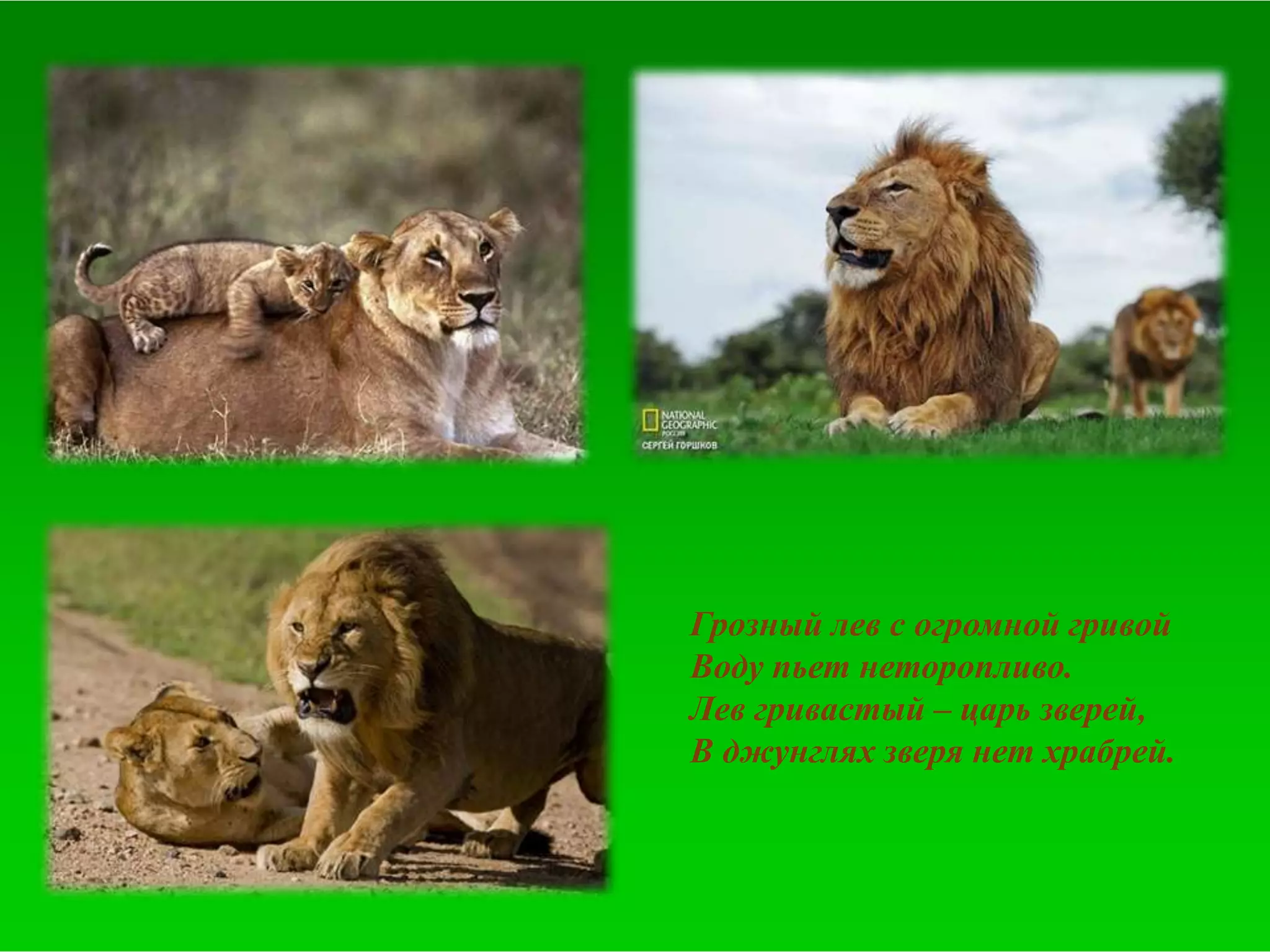 Грозный лев с огромной гривой
Воду пьет неторопливо.
Лев гривастый – царь зверей,
В джунглях зверя нет храбрей.
 