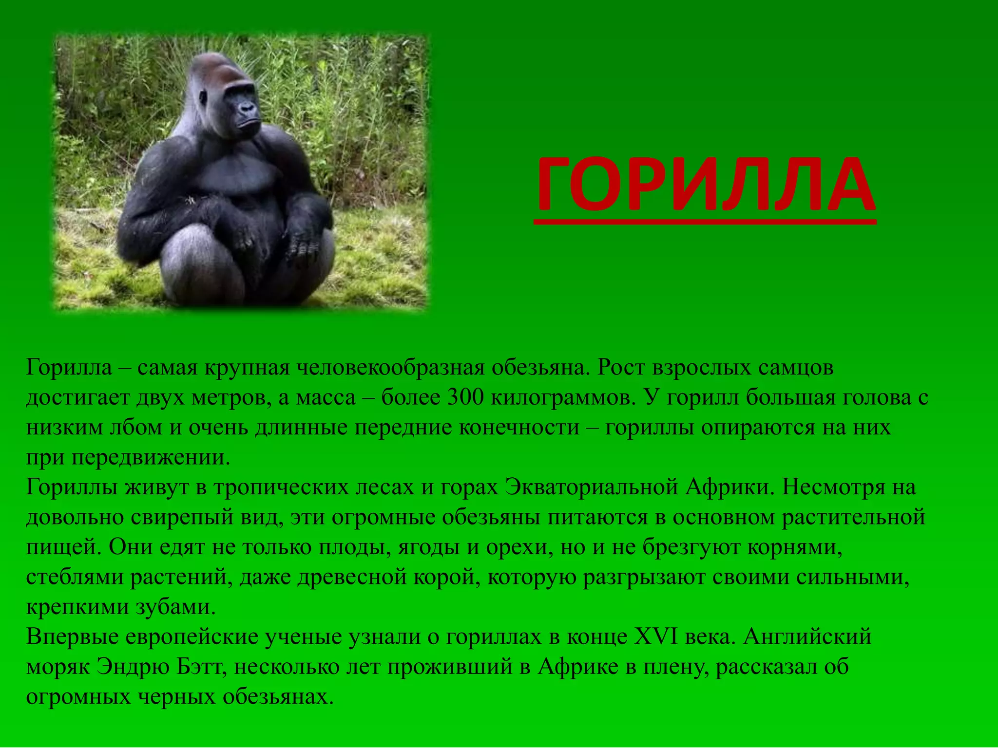 Горилла – самая крупная человекообразная обезьяна. Рост взрослых самцов
достигает двух метров, а масса – более 300 килограммов. У горилл большая голова с
низким лбом и очень длинные передние конечности – гориллы опираются на них
при передвижении.
Гориллы живут в тропических лесах и горах Экваториальной Африки. Несмотря на
довольно свирепый вид, эти огромные обезьяны питаются в основном растительной
пищей. Они едят не только плоды, ягоды и орехи, но и не брезгуют корнями,
стеблями растений, даже древесной корой, которую разгрызают своими сильными,
крепкими зубами.
Впервые европейские ученые узнали о гориллах в конце XVI века. Английский
моряк Эндрю Бэтт, несколько лет проживший в Африке в плену, рассказал об
огромных черных обезьянах.
ГОРИЛЛА
 