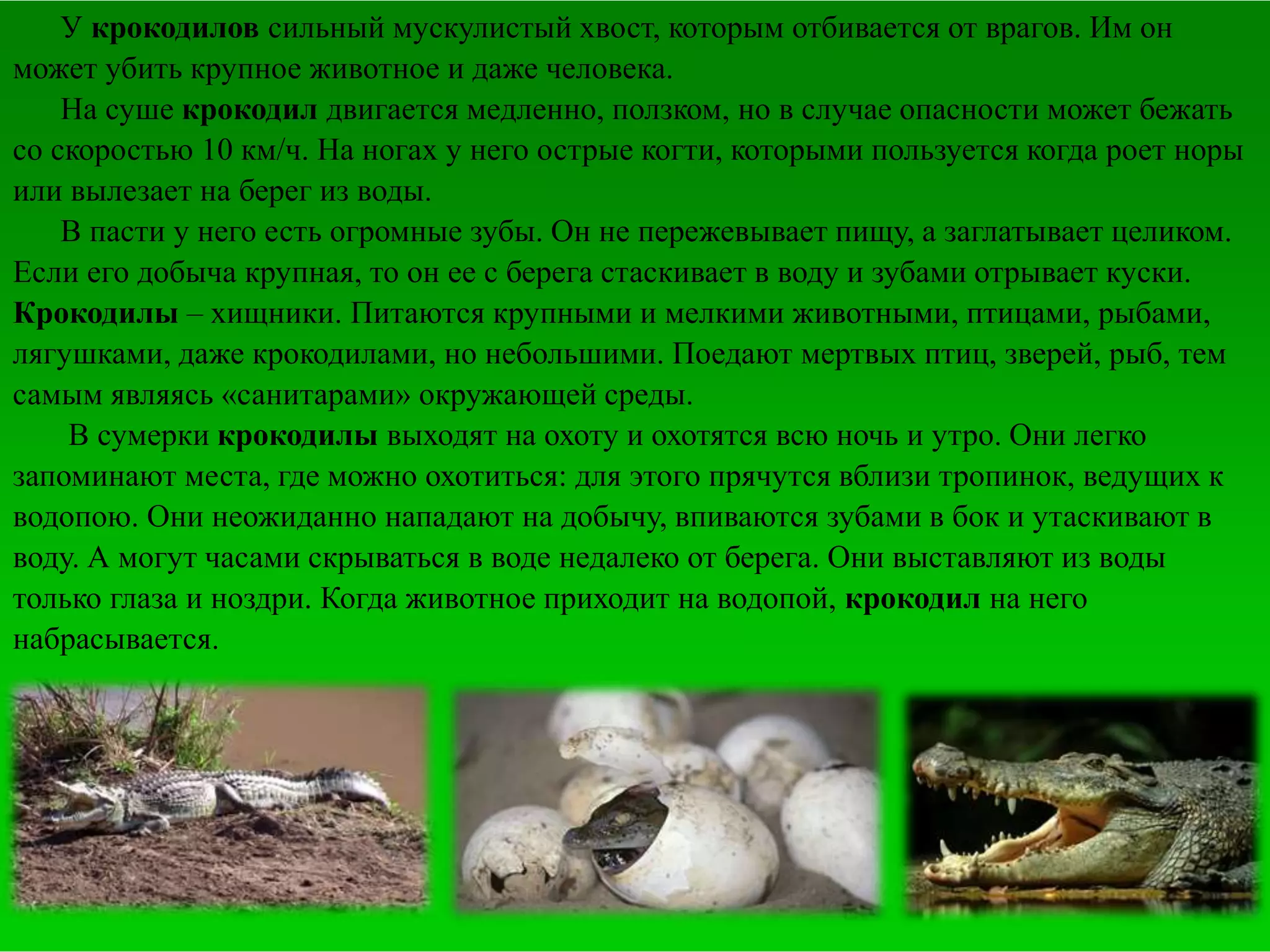 У крокодилов сильный мускулистый хвост, которым отбивается от врагов. Им он
может убить крупное животное и даже человека.
На суше крокодил двигается медленно, ползком, но в случае опасности может бежать
со скоростью 10 км/ч. На ногах у него острые когти, которыми пользуется когда роет норы
или вылезает на берег из воды.
В пасти у него есть огромные зубы. Он не пережевывает пищу, а заглатывает целиком.
Если его добыча крупная, то он ее с берега стаскивает в воду и зубами отрывает куски.
Крокодилы – хищники. Питаются крупными и мелкими животными, птицами, рыбами,
лягушками, даже крокодилами, но небольшими. Поедают мертвых птиц, зверей, рыб, тем
самым являясь «санитарами» окружающей среды.
В сумерки крокодилы выходят на охоту и охотятся всю ночь и утро. Они легко
запоминают места, где можно охотиться: для этого прячутся вблизи тропинок, ведущих к
водопою. Они неожиданно нападают на добычу, впиваются зубами в бок и утаскивают в
воду. А могут часами скрываться в воде недалеко от берега. Они выставляют из воды
только глаза и ноздри. Когда животное приходит на водопой, крокодил на него
набрасывается.
 
