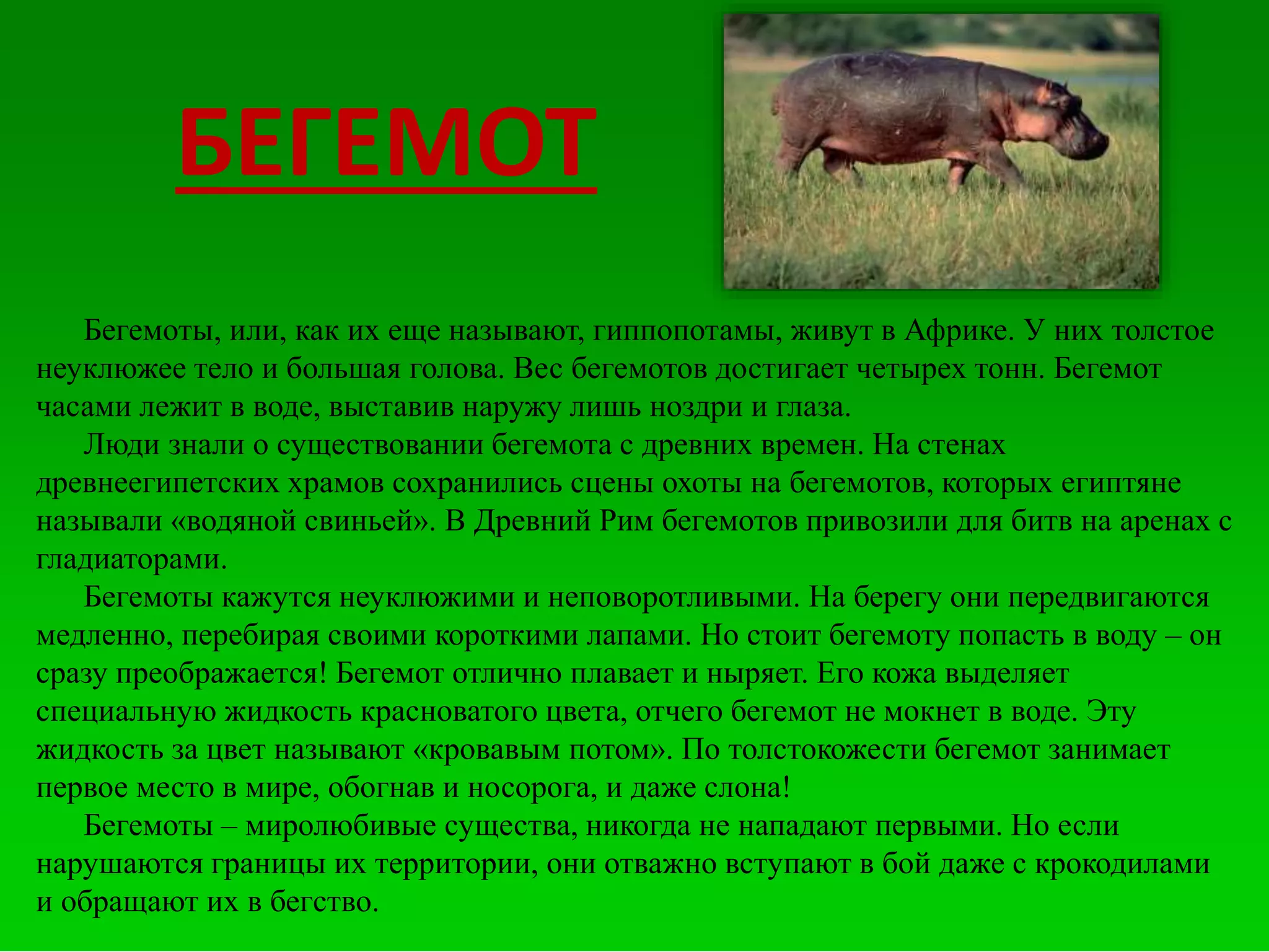 БЕГЕМОТ
Бегемоты, или, как их еще называют, гиппопотамы, живут в Африке. У них толстое
неуклюжее тело и большая голова. Вес бегемотов достигает четырех тонн. Бегемот
часами лежит в воде, выставив наружу лишь ноздри и глаза.
Люди знали о существовании бегемота с древних времен. На стенах
древнеегипетских храмов сохранились сцены охоты на бегемотов, которых египтяне
называли «водяной свиньей». В Древний Рим бегемотов привозили для битв на аренах с
гладиаторами.
Бегемоты кажутся неуклюжими и неповоротливыми. На берегу они передвигаются
медленно, перебирая своими короткими лапами. Но стоит бегемоту попасть в воду – он
сразу преображается! Бегемот отлично плавает и ныряет. Его кожа выделяет
специальную жидкость красноватого цвета, отчего бегемот не мокнет в воде. Эту
жидкость за цвет называют «кровавым потом». По толстокожести бегемот занимает
первое место в мире, обогнав и носорога, и даже слона!
Бегемоты – миролюбивые существа, никогда не нападают первыми. Но если
нарушаются границы их территории, они отважно вступают в бой даже с крокодилами
и обращают их в бегство.
 