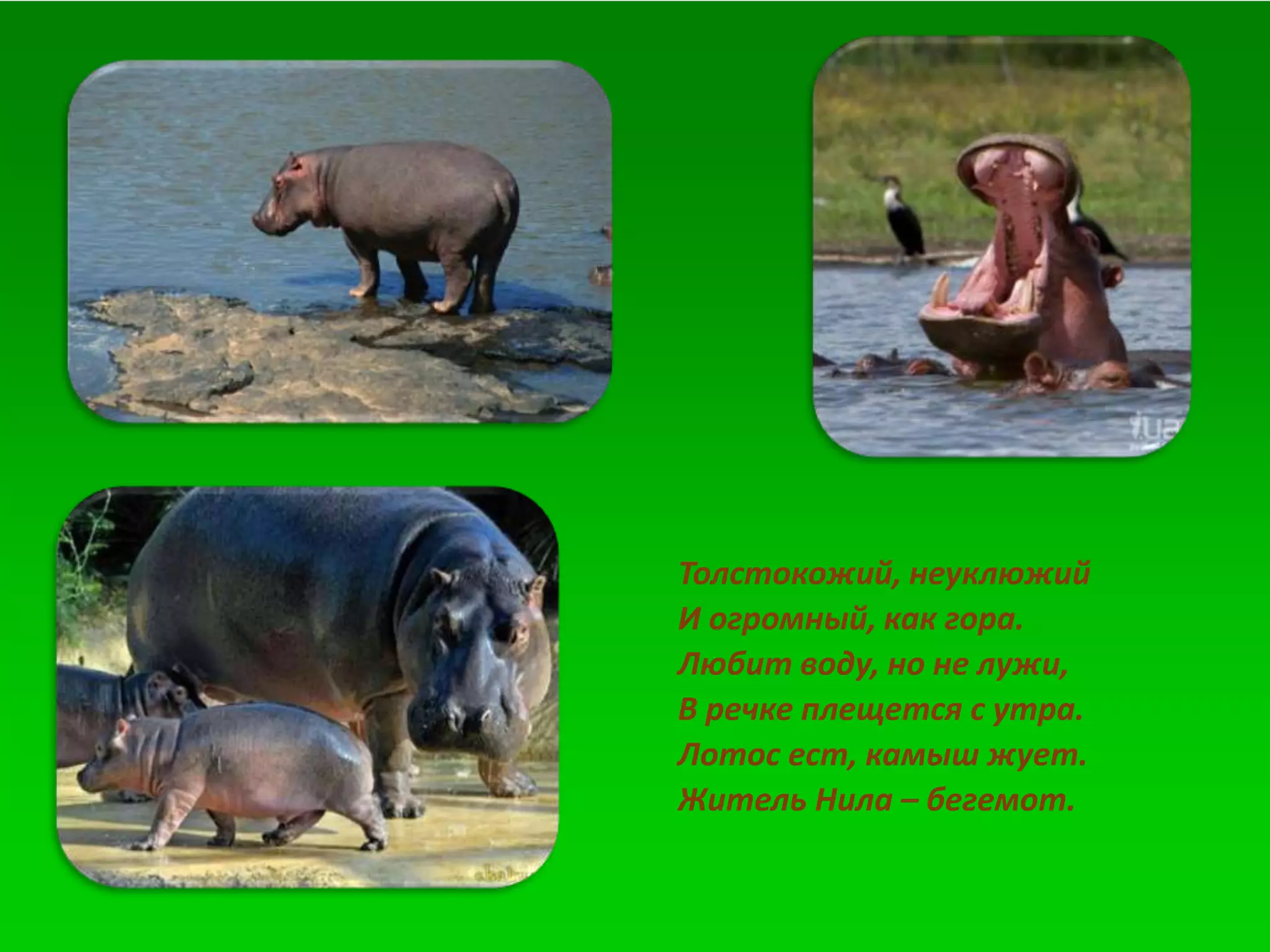 Толстокожий, неуклюжий
И огромный, как гора.
Любит воду, но не лужи,
В речке плещется с утра.
Лотос ест, камыш жует.
Житель Нила – бегемот.
 