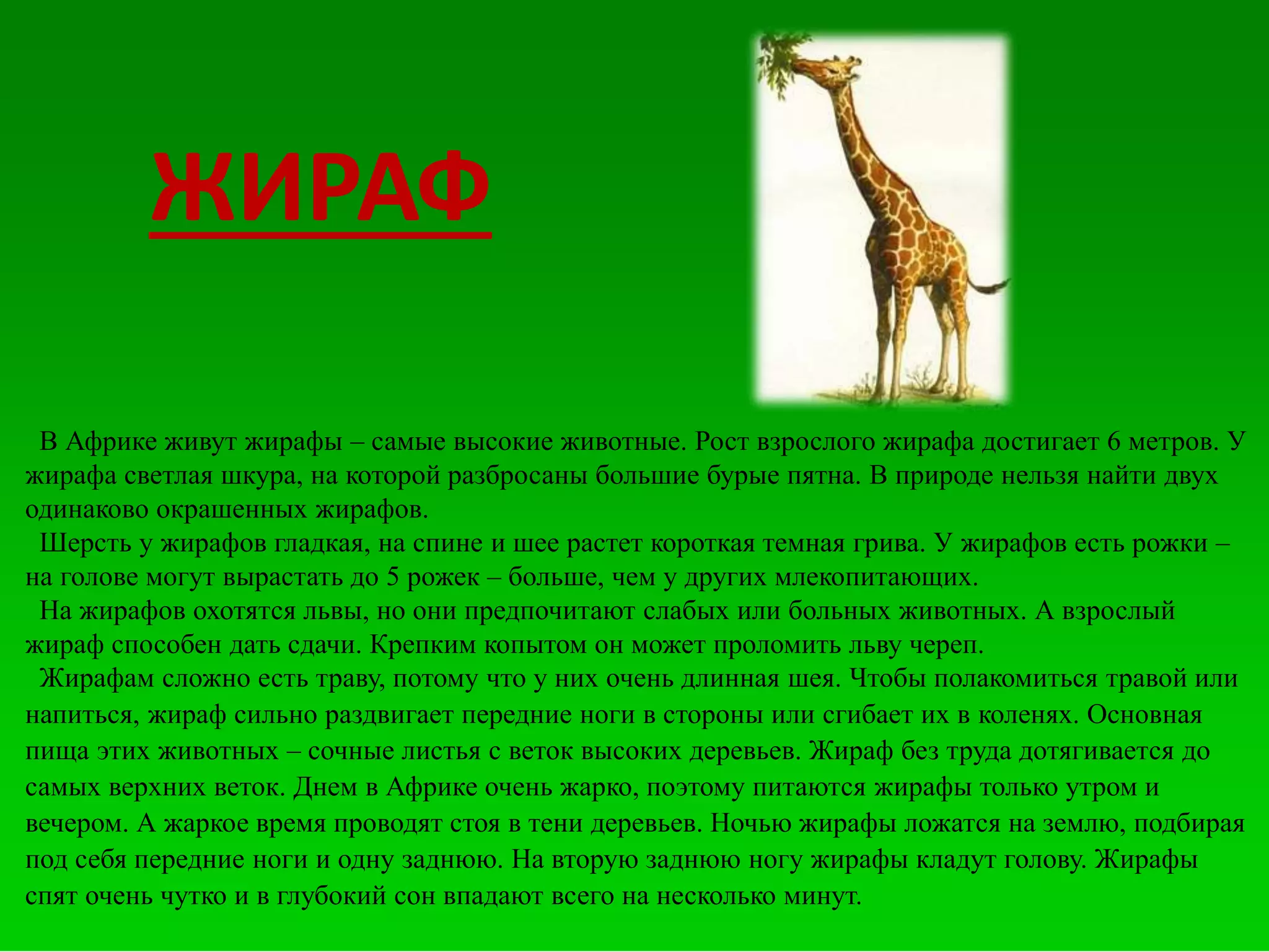 ЖИРАФ
В Африке живут жирафы – самые высокие животные. Рост взрослого жирафа достигает 6 метров. У
жирафа светлая шкура, на которой разбросаны большие бурые пятна. В природе нельзя найти двух
одинаково окрашенных жирафов.
Шерсть у жирафов гладкая, на спине и шее растет короткая темная грива. У жирафов есть рожки –
на голове могут вырастать до 5 рожек – больше, чем у других млекопитающих.
На жирафов охотятся львы, но они предпочитают слабых или больных животных. А взрослый
жираф способен дать сдачи. Крепким копытом он может проломить льву череп.
Жирафам сложно есть траву, потому что у них очень длинная шея. Чтобы полакомиться травой или
напиться, жираф сильно раздвигает передние ноги в стороны или сгибает их в коленях. Основная
пища этих животных – сочные листья с веток высоких деревьев. Жираф без труда дотягивается до
самых верхних веток. Днем в Африке очень жарко, поэтому питаются жирафы только утром и
вечером. А жаркое время проводят стоя в тени деревьев. Ночью жирафы ложатся на землю, подбирая
под себя передние ноги и одну заднюю. На вторую заднюю ногу жирафы кладут голову. Жирафы
спят очень чутко и в глубокий сон впадают всего на несколько минут.
 