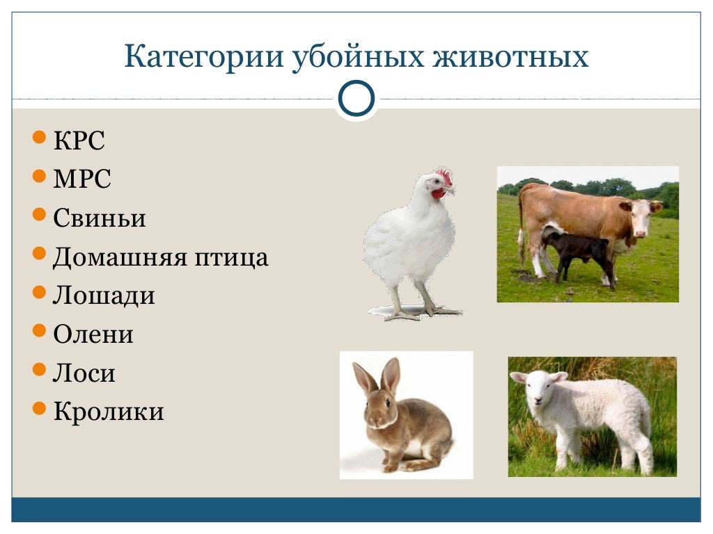 Продуктивные породы. Категории убойных животных коровы. Классификация мяса кролика. Убойные животные примеры.