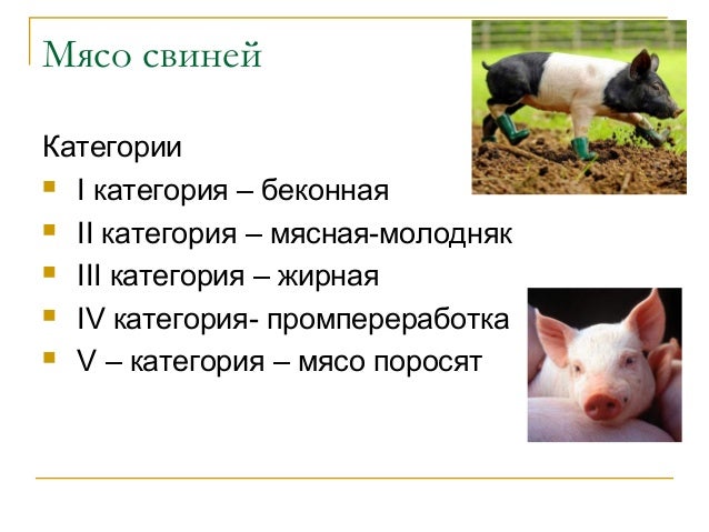 Как в нашей стране маркируется мясо животных. Как в нашей стране маркируется мясо животных