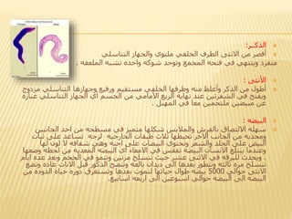 ‫الذكــر‬:
‫من‬ ‫أقصر‬‫االنثى‬‫التناسلي‬ ‫والجهاز‬ ‫ملتوي‬ ‫الخلفي‬ ‫الطرف‬
‫تشبه‬ ‫واحده‬ ‫شوكه‬ ‫وتوجد‬ ‫المجمع‬ ‫فتحه‬ ‫في‬ ‫وينتهي‬ ‫منفرد‬‫الملعقه‬.
‫األنثى‬:
‫مزدو‬ ‫التناسلي‬ ‫وجهازها‬ ‫ورفيع‬ ‫مستقيم‬ ‫الخلفي‬ ‫وطرفها‬ ‫منه‬ ‫وأغلظ‬ ‫الذكر‬ ‫من‬ ‫أطول‬‫ج‬
‫عند‬ ‫الشفرتين‬ ‫في‬ ‫ويفتح‬‫نهايه‬‫التناسلي‬ ‫الجهاز‬ ‫أي‬ ‫الجسم‬ ‫من‬ ‫األمامي‬ ‫الربع‬‫عباره‬
‫المهبل‬ ‫في‬ ‫معا‬ ‫ملتحمين‬ ‫مبيضين‬ ‫عن‬.
‫البيضه‬:
‫الجانبي‬ ‫احد‬ ‫من‬ ‫مسطحه‬ ‫في‬ ‫متميز‬ ‫شكلها‬ ‫والمالبس‬ ‫بالفرش‬ ‫االلتصاق‬ ‫سهله‬‫ن‬
‫الجانب‬ ‫من‬ ‫ومحدبه‬‫االخر‬‫طبقات‬ ‫ثالث‬ ‫تحيطها‬‫الخارجيه‬‫ثبات‬ ‫على‬ ‫تساعد‬ ‫لزجه‬
‫وهي‬ ‫اجنه‬ ‫على‬ ‫البيضات‬ ‫وتحتوي‬ ‫والشعر‬ ‫الجلد‬ ‫على‬ ‫البيض‬‫شفافه‬‫لها‬ ‫لون‬ ‫ال‬
‫يبتلع‬ ‫وعندما‬‫االنسان‬‫البيضه‬‫في‬ ‫تفقس‬‫االمعاء‬‫أي‬‫البيضه‬‫المعديه‬‫لح‬ ‫من‬‫وضعها‬ ‫ظه‬
.‫ويحدث‬‫لليرقه‬‫في‬‫االثنى‬‫ع‬ ‫وبعد‬ ‫الحجم‬ ‫في‬ ‫وتنمو‬ ‫مرتين‬ ‫تنسلخ‬ ‫حيث‬ ‫عشر‬‫ده‬‫ايام‬
‫بعدها‬ ‫وتتطور‬ ‫ثالثه‬ ‫مره‬ ‫تنسلخ‬‫الى‬‫قبل‬ ‫الذكور‬ ‫وتنضج‬ ‫بالغه‬ ‫ديدان‬‫االناث‬‫عاد‬‫وتضع‬ ‫ه‬
‫االنثى‬‫حوالي‬5000‫حياه‬ ‫دوره‬ ‫وتستغرق‬ ‫بعدها‬ ‫لتموت‬ ‫حياتها‬ ‫طوال‬ ‫بيضه‬‫الدوده‬‫من‬
‫البيضه‬‫الى‬‫البيضه‬‫حوالي‬‫اسبوعين‬‫الى‬‫اربعه‬‫اسابيع‬.
 