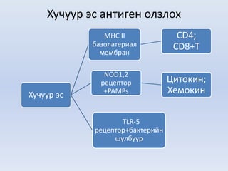 Хучуур эс антиген олзлох
Хучуур эс
MHC II
базолатериал
мембран
CD4;
CD8+T
NOD1,2
рецептор
+PAMPs
Цитокин;
Хемокин
TLR-5
рецептор+бактерийн
шүлбүүр
 