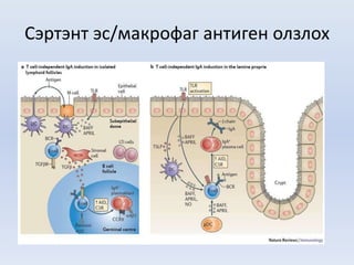 Сэртэнт эс/макрофаг антиген олзлох
 
