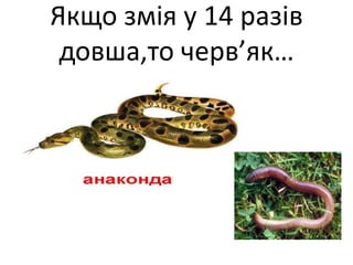 Якщо змія у 14 разів
довша,то черв’як…
 