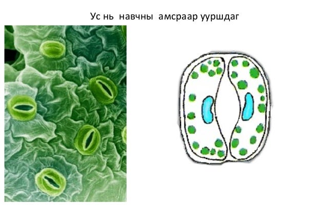 навчаар ус уурших