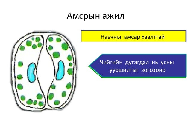 навчаар ус уурших