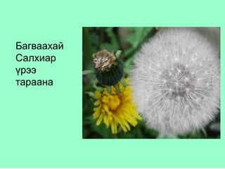 Багваахай
Салхиар
үрээ
тараана
 