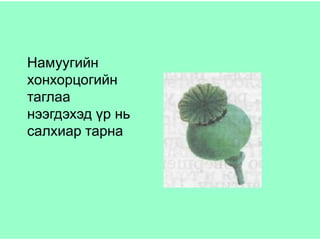 Намуугийн
хонхорцогийн
таглаа
нээгдэхэд үр нь
салхиар тарна
 