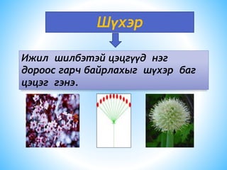 Шүхэр
Ижил шилбэтэй цэцгүүд нэг
дороос гарч байрлахыг шүхэр баг
цэцэг гэнэ.
 