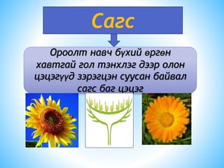 Ороолт навч бүхий өргөн
хавтгай гол тэнхлэг дээр олон
цэцэгүүд зэрэгцэн суусан байвал
сагс баг цэцэг
Сагс
 